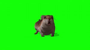 Mouse Looking On Green Screen Stock Motion Graphics SBV-349222217 - Storyblocks