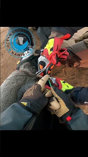 Sunrise Seal Rescue In Namibia #sealrescue