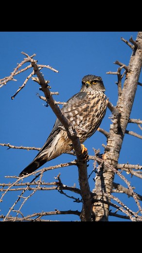 Was excited to see this Merlin resting in a tree on the north end of town yesterday morning. It was unphased by me and my camera as watched the other birds in the area. Shot on Fuji XT4 Kingman, Arizona #birds #wildlife #nature | Lauren van Schijndel