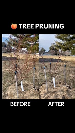 ✂️ How to Prune Your Peach Tree 🍑 🌳 #foodscape #garden #gardening #orchard #peach #peaches #pruning | The Fruitful Foodscape