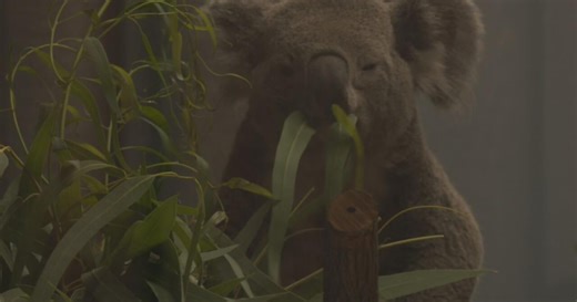 'They're adorable' | Koalas settle into new home, now on exhibit at Louisville Zoo