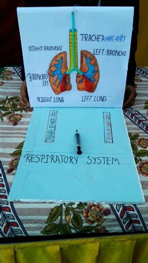 #respiratorysystem #model #Science #project