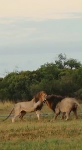 6.2M views · 59K reactions | Gloves are off! Incredible scenes...