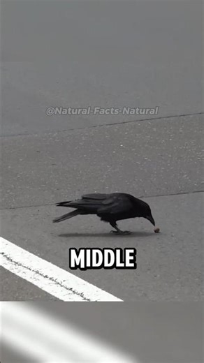 His crow learned the pulley. Then improved on it. #animals #cuteanimals #animalstory