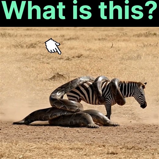 Anaconda has two legs #wildlife #animals #viral #shorts #short #viralvideo