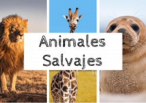 Animales salvajes en inglés - Vocabulario con pronunciación.