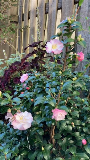 With orchid-pink, ruffled flowers and glossy evergreen foliage, this beauty brings color charm to the garden just as other plants start to fade. Fall into bloom season with a shrub that’s easy-care, compact, and perfect for brightening borders, containers, or woodland gardens 🍂 Who else is excited for camellia season? 🙋‍♀️ | Sunset Plants