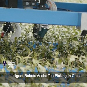 17K views · 96 reactions | It's harvest season for tea farmers in the eastern Chinese city of Hangzhou.This year, they're getting a helping hand from technology with a robotic tealeaf picking machine. | ShanghaiEye | Facebook