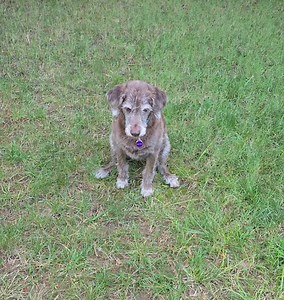 My baby! #labradoodle CocoBellaHamela | Jonathan Hamela