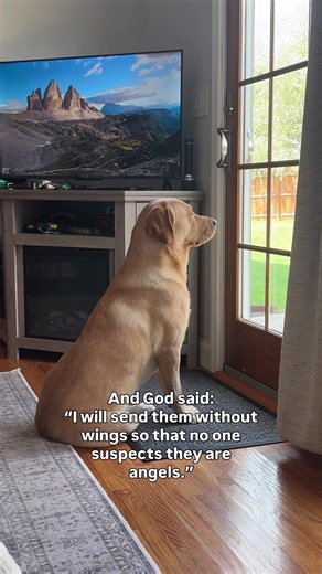 My Angel: A Heartwarming Yellow Labrador Retriever 🤍