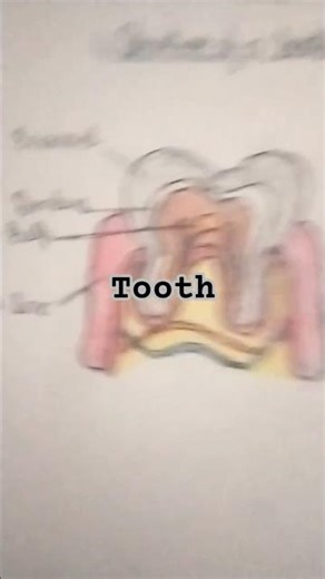 science structure of tooth subscribe