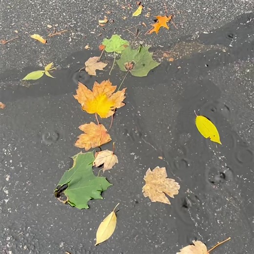 Damp 🍂 fall weather tonight / Wednesday abc57.com/weather | Meteorologist Tom Coomes