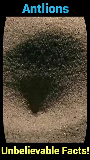 Antlions: Unbelievable Facts You Never Knew!
