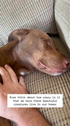 19K views · 190 reactions | Am I the only one who thinks about how crazy it is we live with dogs? | Say It Once Dog Training | Facebook