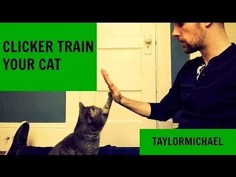 How to Clicker Train Your Cat