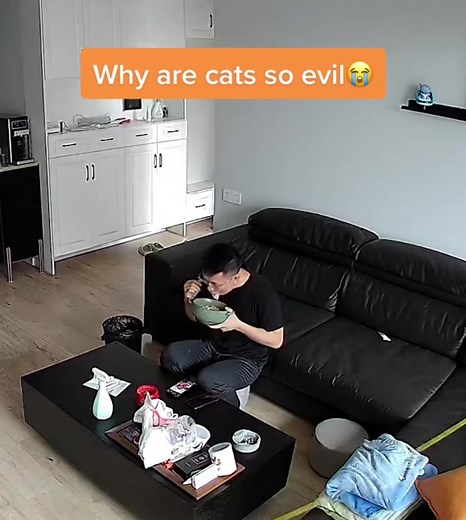 Why Are Cats So Evil? Exploring the Mysterious Behavior of Felines