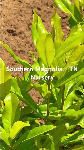 Southern Magnolia Trees offer Outdoor Aromatherapy #garden #magnoliasoulangeana