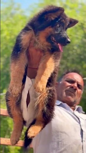 German Shepherd | Smart, Loyal & Powerful Dog | GSD Puppy & Adult Dog 🐕🔥 #GermanShepherd #GSD