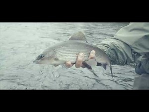 Grayling Fishing - River Glomma Norway with Lindsay Simpson