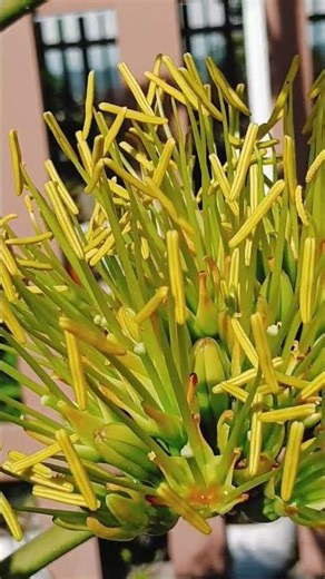 Tall Agave Flower Stalk in The Philippines