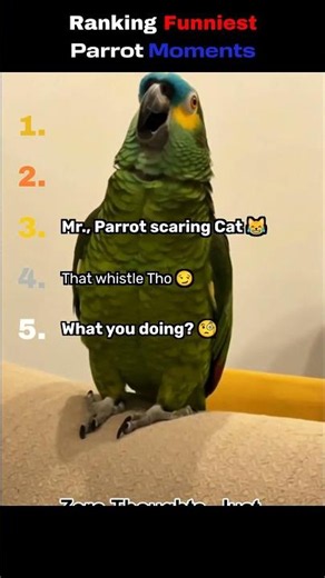 🦜😂 Ranking the Funniest Parrot Moments Ever! #1 Will Have You Squawking with Laughter! 🤣