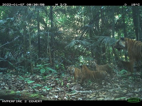 Four Malayan tiger cubs spotted in the wild