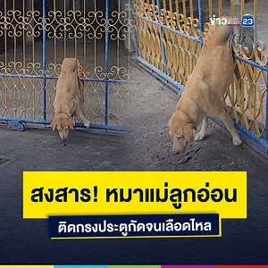 1M views · 32K reactions | สงสาร! หมาแม่ลูกอ่อน...
