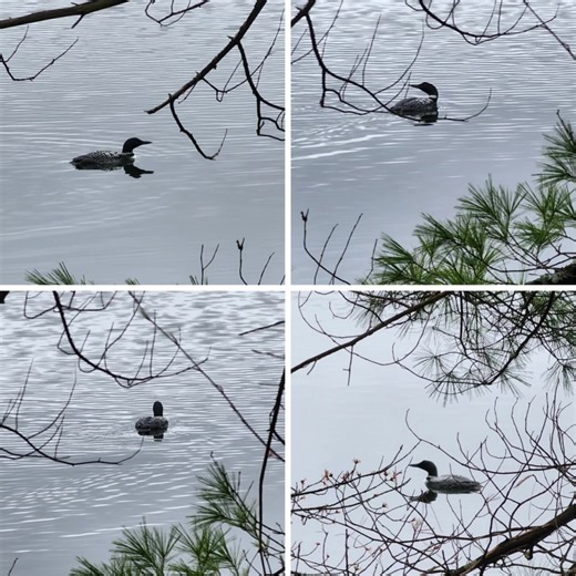 We love the first few weeks of Spring. The fields dry, the birds sing, the loon and geese claim their homes for the Summer and then we have the peepers. Take a listen. That sound is so soothing . Enjoy. | Littleton Chevrolet