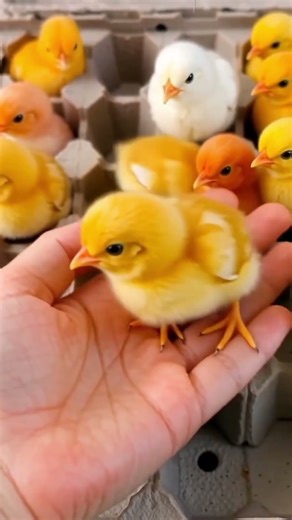 babychicks are Cutest birds ever | colourful baby chicks under boxes #adorablechicks​ #babychicks