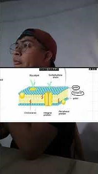 Componentes de la membrana plasmatica