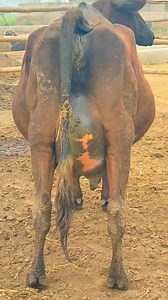 21K views · 775 reactions | Pure jersey Cow | Pakpattan Cows | Facebook