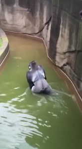 4.6K views · 35 reactions | OMG !! crazy chimp saved the boy from danger | Planchitas El REY JESÚS | Facebook