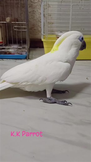 นกกระตั้วบลูอายน่ารัก ตัวกลมขาวจั๊วะ