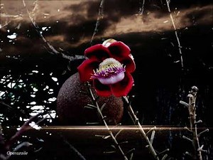 Telemann: Johannes-Passion [Peire] Bott, Connolly, Pinheiro, Defrancq