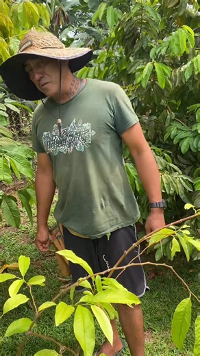 🍈 ROLLINIA – Le fruit tropical au goût de corossol doux ! 🌿✨ Découvrez le Rollinia, un fruitier tropical rare au goût unique 😋 Sa chair tendre, sucrée et légèrement acidulée rappelle le corossol, mais avec une texture plus fondante et un parfum délicat 💛 Un arbre ornemental et productif, parfait pour les amoureux des fruits exotiques 🌴 🪴 Pot 4 L – Hauteur : 1 m 💰 8 000 F le pot 🌱 Plantes marcottées pour une mise à fruit rapide et fidèle au pied mère 🌿 📍 Disponibles dans vos deux pépini