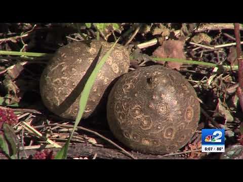 Collier County fights to control invasive air potato plant