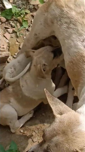 kitna pyara hai#shortvideo #dogshorts #ytshortsindia