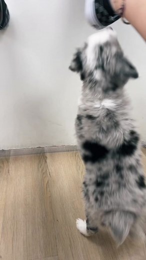 give one good reason why i shouldn’t get them #fyp #foryou