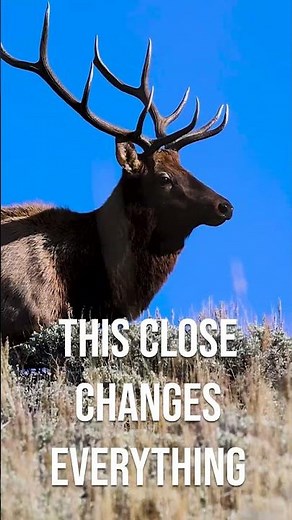 Close Encounters: Wyoming Elk Hunting