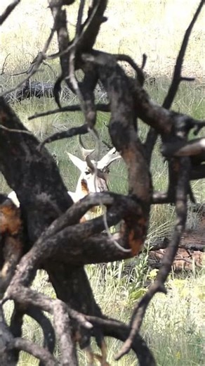 Up Close Big Antelope Buck! #antelope #antelopehunting