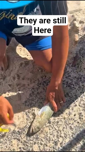 Elf/Shad so much fun to catch #shorts #falsebay #aifishing #fishing #shortvideo #shortsfeed