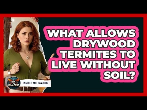 What Allows Drywood Termites To Live Without Soil? - Insects and Invaders