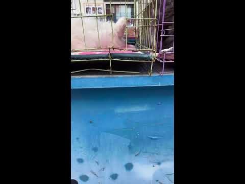 LIVE Kitten Market Walk 🐱 Real Cute Cats POV