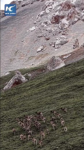 Blue sheep roam steep cliffs on China's Qinghai-Tibet Plateau