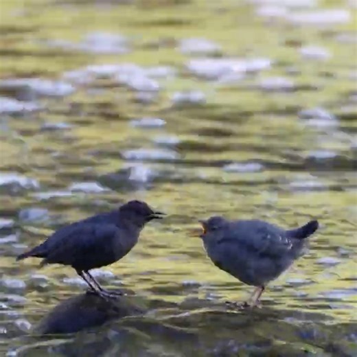American Dipper parent sings to young!