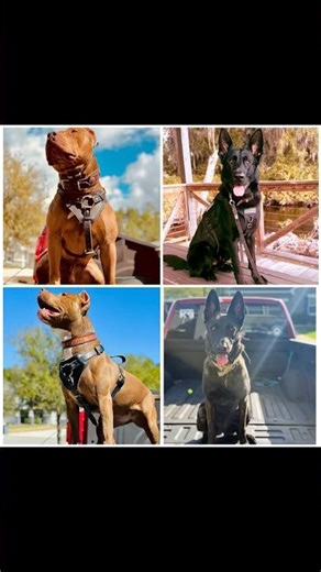 Pitbulls vs. Shepherds play session 🐾🐕