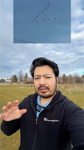 Birds Aise V Formation Mein Kyun Udti Hain? 🐦 | Life Lesson #trend #vlog #motivation