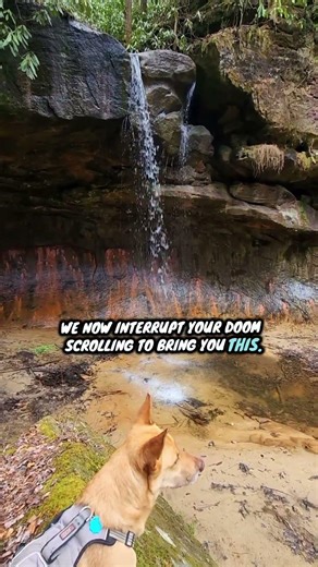 We now interrupt our doom scrolling to bring you this 😌