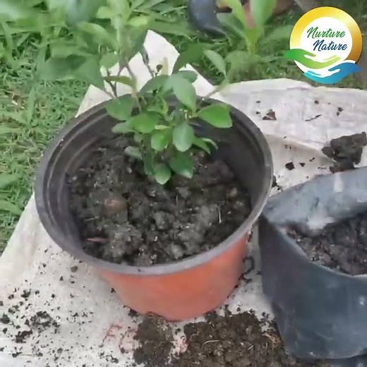 How to add dried cow manure to your potted plants?