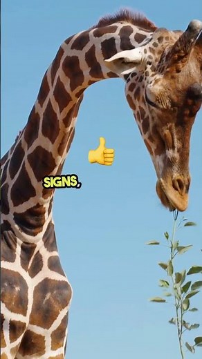 how to prevent giraffe attack? #safari #animals